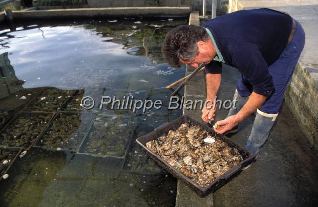 huitre oleron 16.JPG - Controle de qualité des huîtres Fine de Claires en bassinMarennes Oléron, France